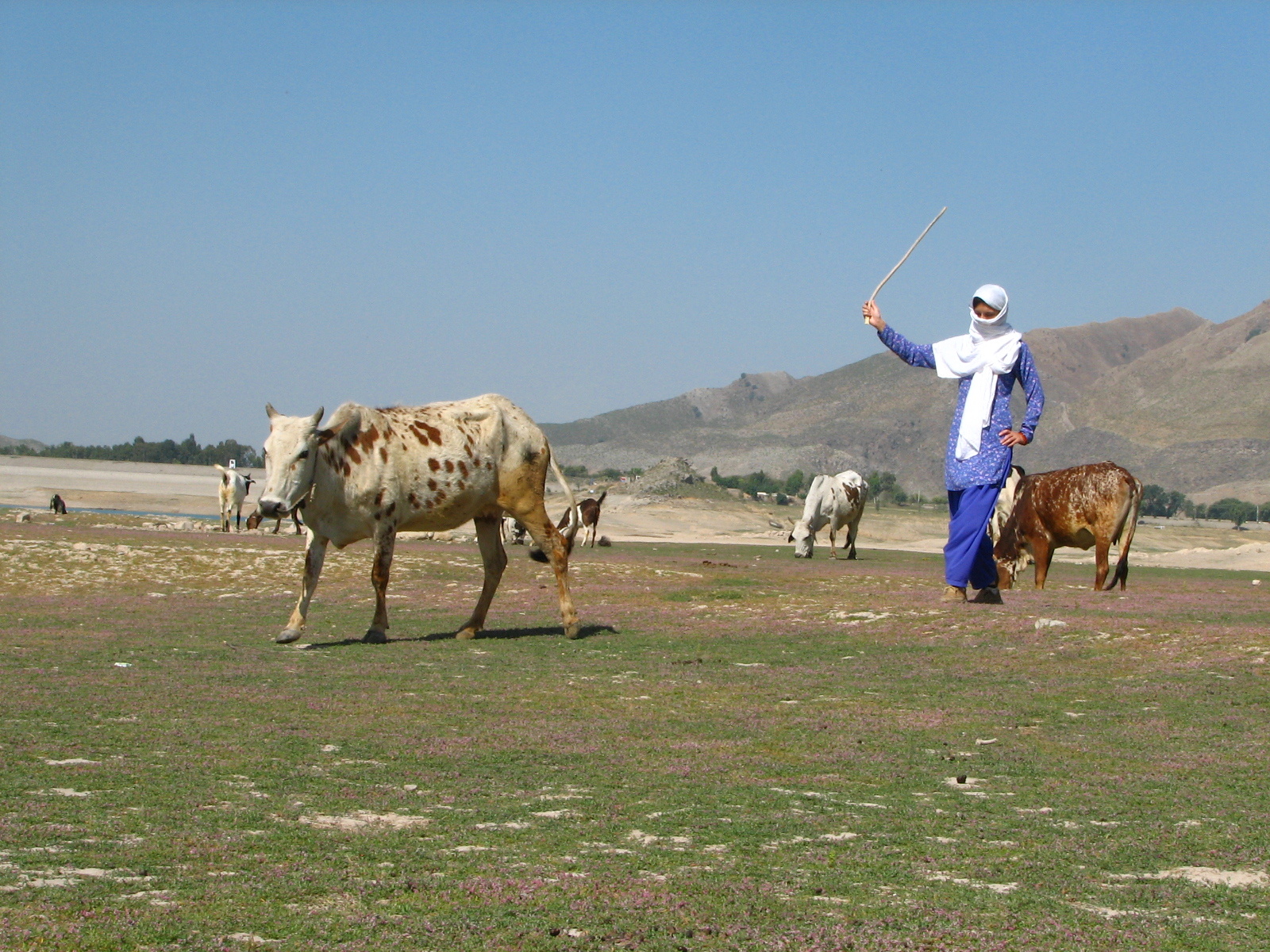 Cattle farmer Pakistan
