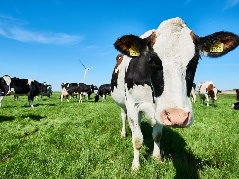Dutch cows in field of grass