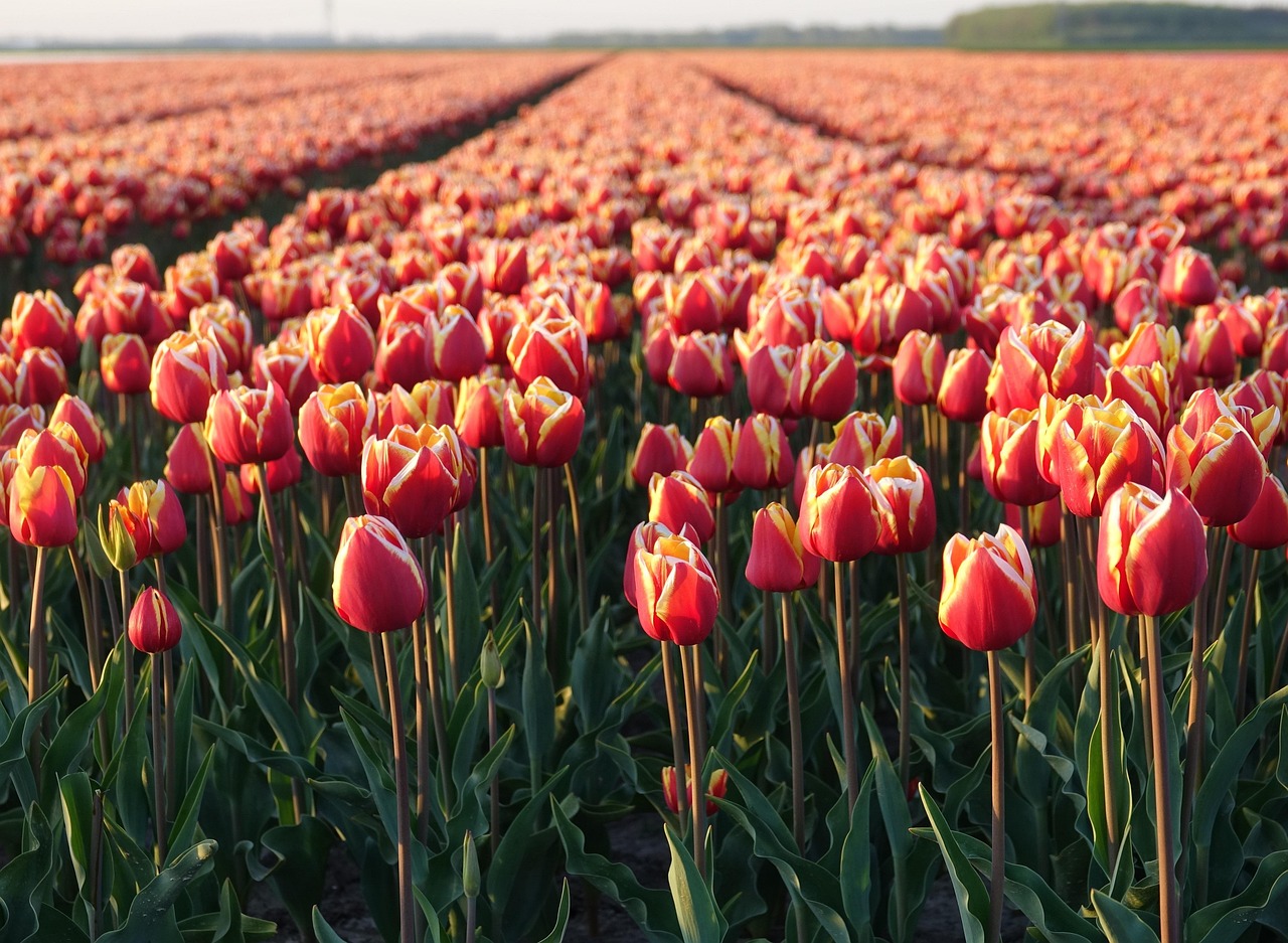 Tulip field