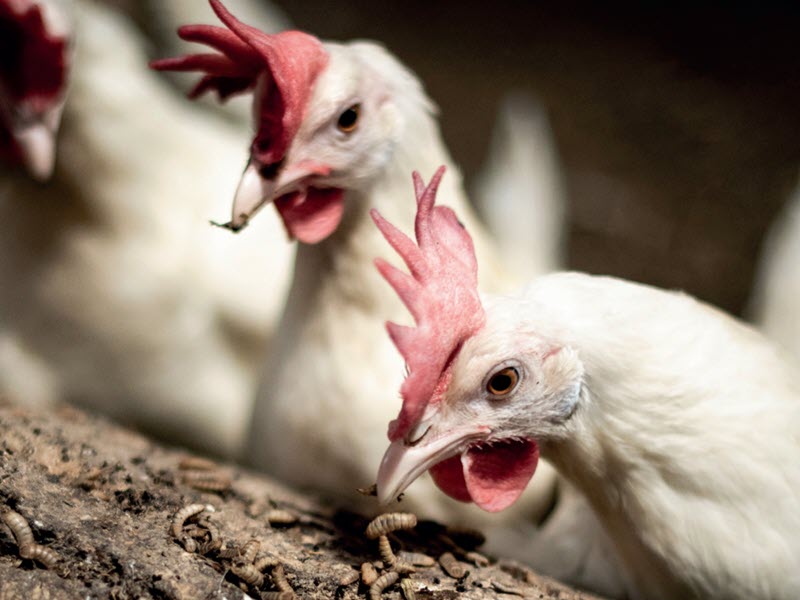 Chickens eat larvae