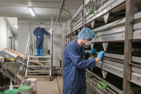 Insect breeding for animal feed